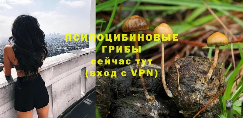 маркетплейс какой сайт  Кедровый  Псилоцибиновые грибы Psilocybine cubensis  продажа наркотиков 